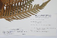 臺灣狗脊蕨藏品圖，第2張
