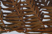 臺灣狗脊蕨藏品圖，第4張