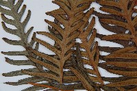 臺灣狗脊蕨藏品圖，第5張