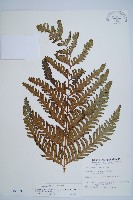 臺灣狗脊蕨藏品圖，第1張