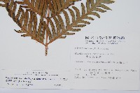 臺灣狗脊蕨藏品圖，第2張