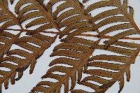 臺灣狗脊蕨藏品圖，第3張