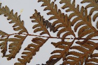 臺灣狗脊蕨藏品圖，第4張