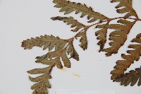 臺灣狗脊蕨藏品圖，第5張