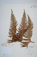 臺灣狗脊蕨藏品圖，第1張