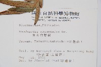 臺灣狗脊蕨藏品圖，第2張