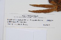 臺灣狗脊蕨藏品圖，第3張