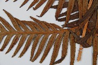 臺灣狗脊蕨藏品圖，第4張