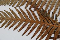 臺灣狗脊蕨藏品圖，第5張