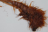 臺灣狗脊蕨藏品圖，第1張