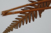 臺灣狗脊蕨藏品圖，第3張