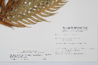 臺灣狗脊蕨藏品圖，第2張