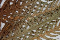 臺灣狗脊蕨藏品圖，第3張