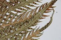 臺灣狗脊蕨藏品圖，第4張