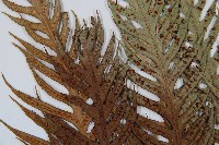 臺灣狗脊蕨藏品圖，第5張