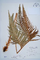 臺灣狗脊蕨藏品圖，第1張