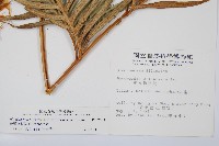 臺灣狗脊蕨藏品圖，第2張