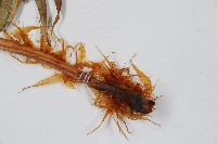 臺灣狗脊蕨藏品圖，第3張