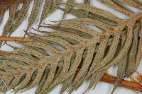 臺灣狗脊蕨藏品圖，第4張