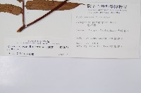 黑桫蕨藏品圖，第2張