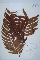 黑桫蕨藏品圖，第1張