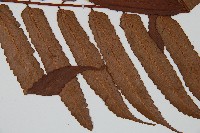 黑桫蕨藏品圖，第3張