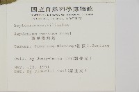 剪葉鐵角蕨藏品圖，第1張