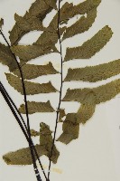 剪葉鐵角蕨藏品圖，第3張