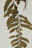 剪葉鐵角蕨藏品圖，第4張