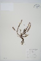 鐵角蕨藏品圖，第1張