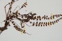 鐵角蕨藏品圖，第3張