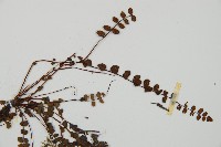 鐵角蕨藏品圖，第4張