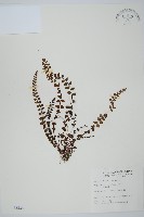 鐵角蕨藏品圖，第1張