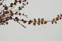 鐵角蕨藏品圖，第3張