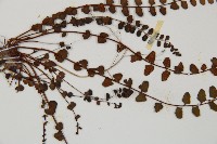 鐵角蕨藏品圖，第4張