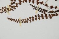 鐵角蕨藏品圖，第5張