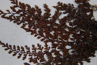 威氏鐵角蕨藏品圖，第4張