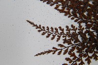 威氏鐵角蕨藏品圖，第5張