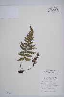 假蹄蓋蕨、東洋蹄蓋蕨藏品圖，第1張