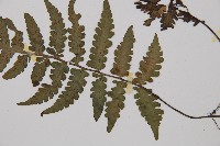 假蹄蓋蕨、東洋蹄蓋蕨藏品圖，第3張