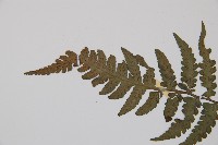 假蹄蓋蕨、東洋蹄蓋蕨藏品圖，第4張