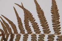 東洋蹄蓋蕨、假蹄蓋蕨藏品圖，第4張