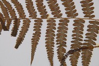 東洋蹄蓋蕨、假蹄蓋蕨藏品圖，第5張