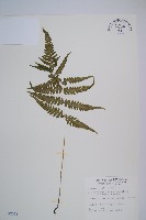 東洋蹄蓋蕨、假蹄蓋蕨藏品圖，第1張