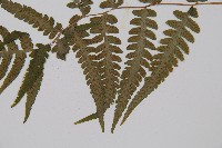 東洋蹄蓋蕨、假蹄蓋蕨藏品圖，第5張