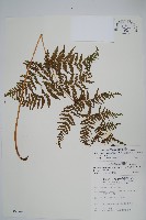 粗毛金星蕨藏品圖，第1張