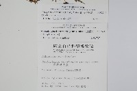 粗毛金星蕨藏品圖，第2張