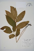 細柄雙蓋蕨藏品圖，第1張