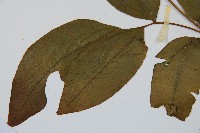 細柄雙蓋蕨藏品圖，第5張