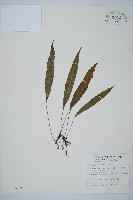 單葉雙蓋蕨藏品圖，第1張